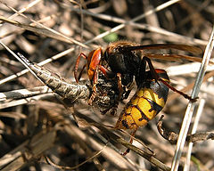 photo "Two predators"