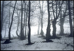 photo "Le jour brumeux"