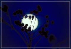 фото "full moon"