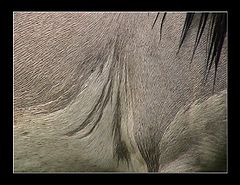 фото "wild"