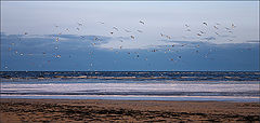 photo "Sea landscape with birds"
