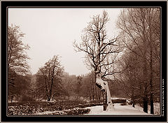 photo "Tree with a back hollow"