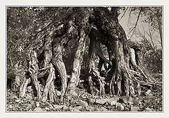 photo "Roots"