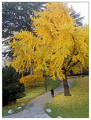 photo "Autumn in Vienna"