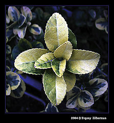 фото "Star"