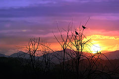 photo "San Valentin day"