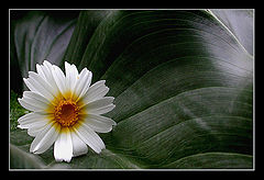 photo "undulating"