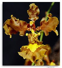 photo "Oncidium crispum"