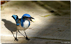 photo "Little Friend"