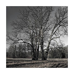 photo "*****"