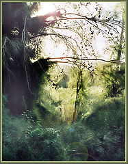 photo "Emerald wool"