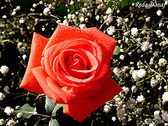 photo "Happy Valentine day"