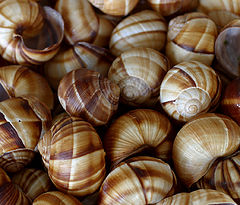 фото "caaracoles"