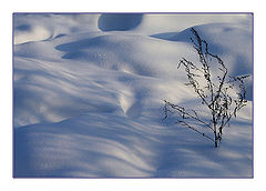 photo "Magic of snow"