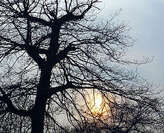 фото "Between the trees"
