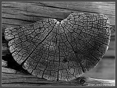 photo "* * * B&W"