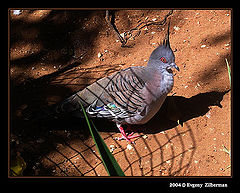 фото "Punk"