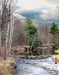 photo "Beaver Dam"