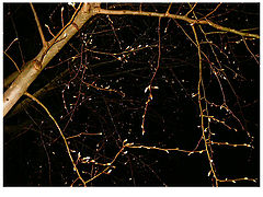 photo "the haunted tree"