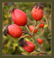 фото "Шиповник"