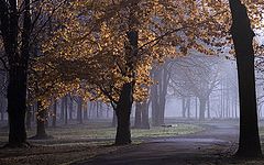 photo "morning"