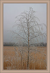 photo "Winter sketches"