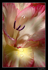 фото "After rain"