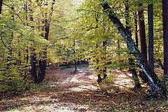 photo "The forest"