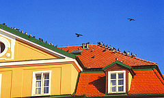 photo "The sky. The roofs. The pigeons."