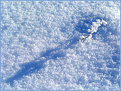 photo "Shadow"