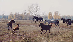 photo "Autumn horses"
