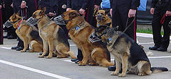 photo "Cavalries! Attention , to the right!"