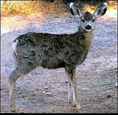 фото "Fawn at Dawn"