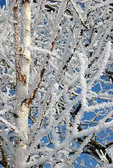 photo "snow detail"