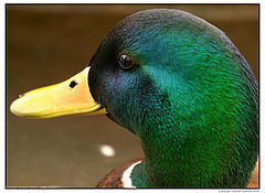 photo "Duck"
