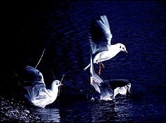 photo "Three gulls"
