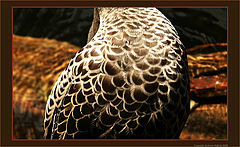 photo "Majestic"