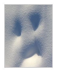 photo "Snow Ghost"