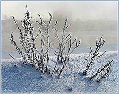 photo "Untitled photo"