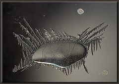 фото "Window Dwellers (1)"