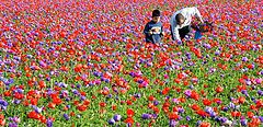 фото "Spring in Israel"