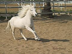 photo "Beauty"
