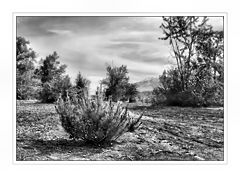 фото "ЖАРА 2"