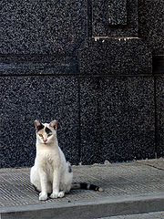 photo "Pet`s cemetery"