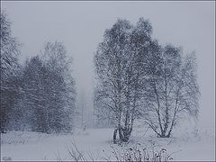 photo "Snowfall"