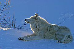 photo "White Wolf Basking in the Sun on a Cold Winter Day"