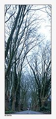 фото "height of trees"