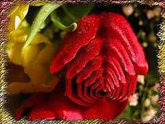 photo "post nuclear tulip"
