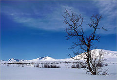 фото "DOVREFJELL"