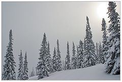 фото "Чистайга"